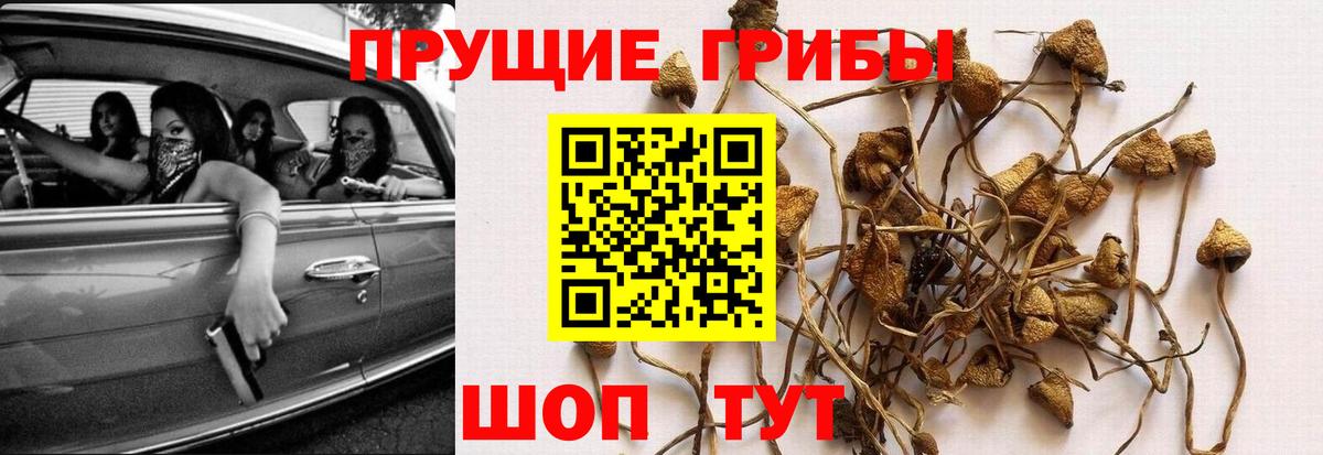 Галлюциногенные грибы GOLDEN TEACHER  Псилоцибиновые грибы GOLDEN TEACHER  Кандалакша  Вход с VPN 